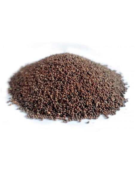 Bylík Kokotice semeno 150g